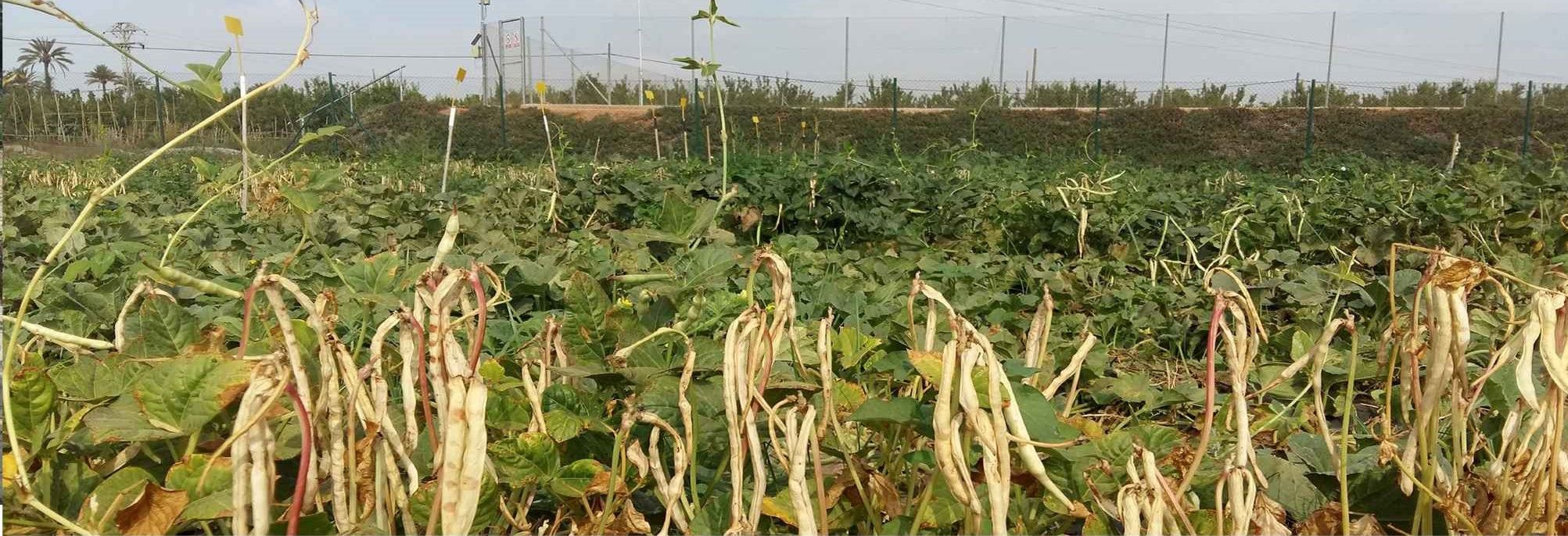 diverfarming