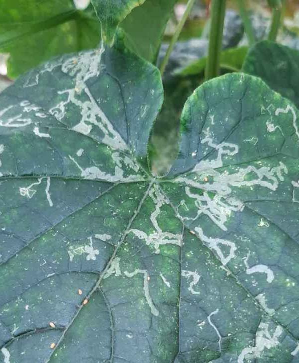hoja minador