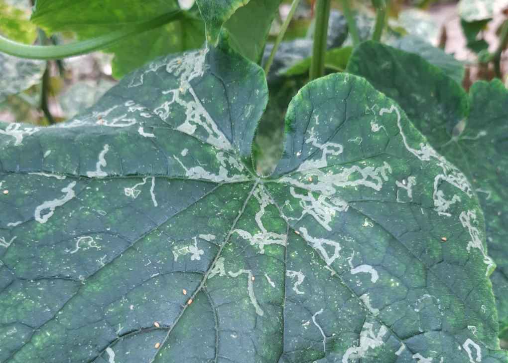 hoja minador
