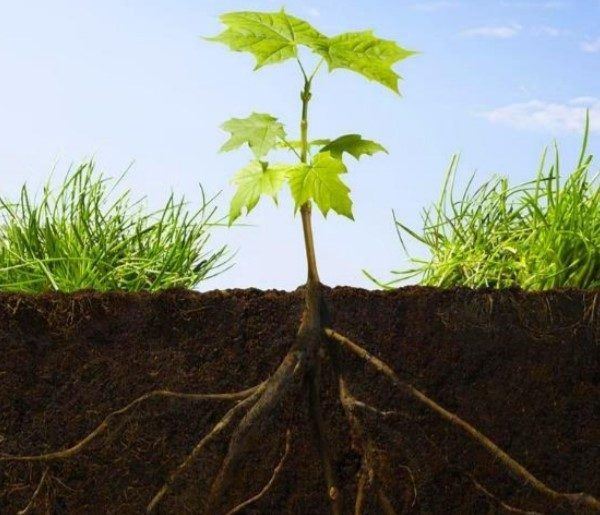 raíces plantas