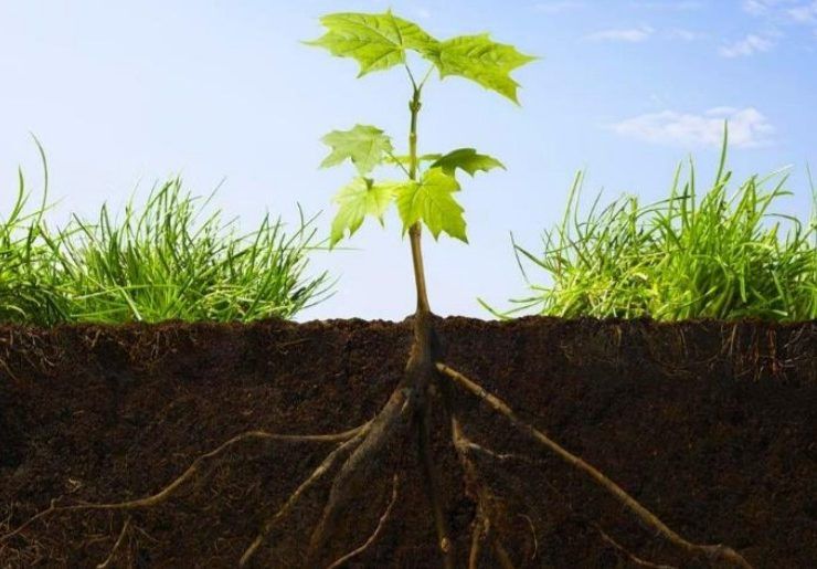 raíces plantas