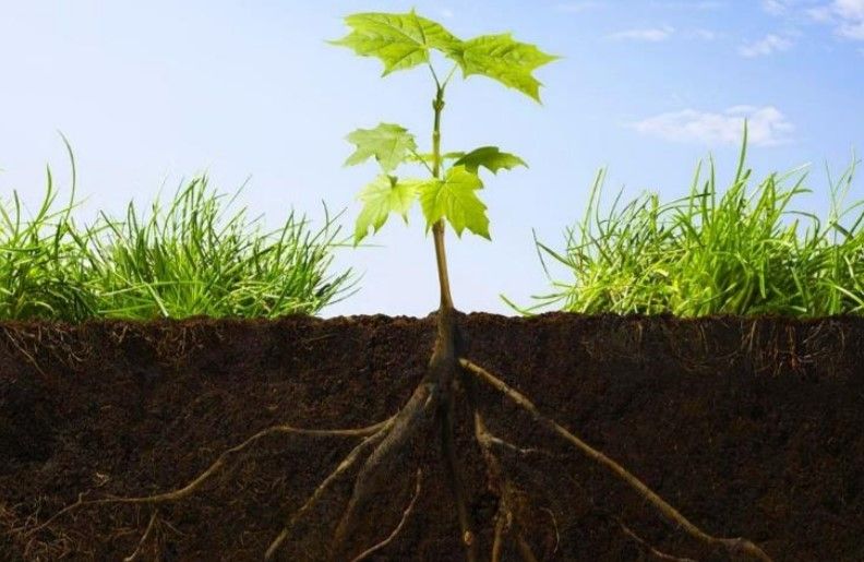 raíces plantas