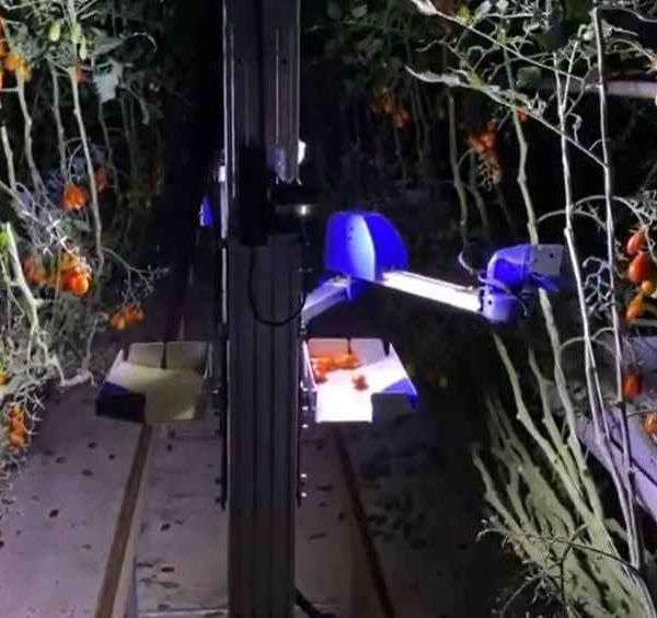 robot tomates