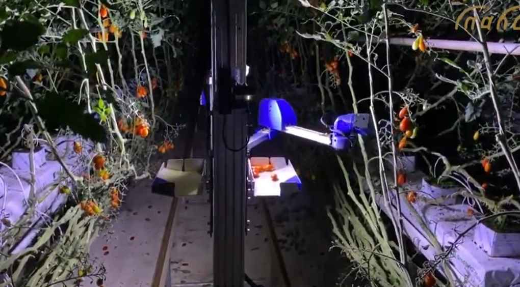 robot tomates