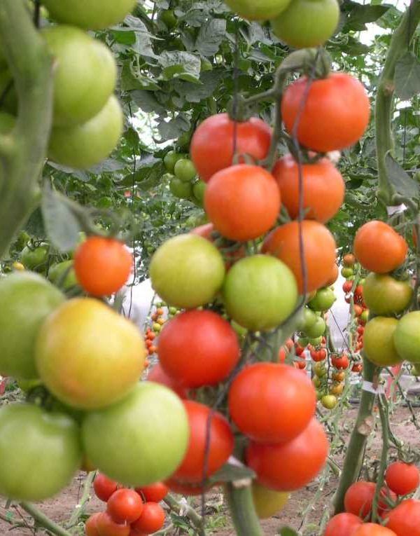 tomates rama