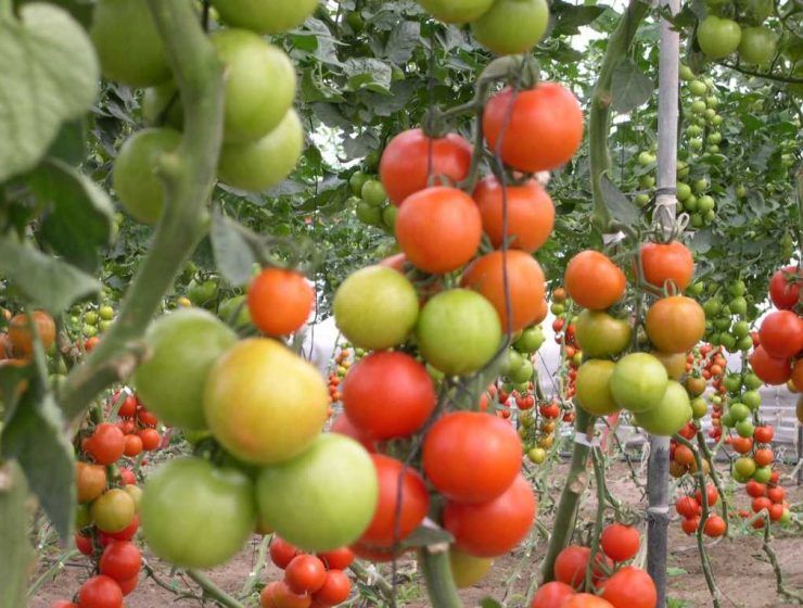 tomates rama