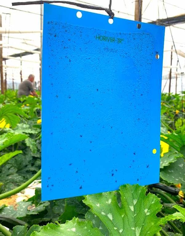 placas KOPPERT-HORIVER-TRIPS