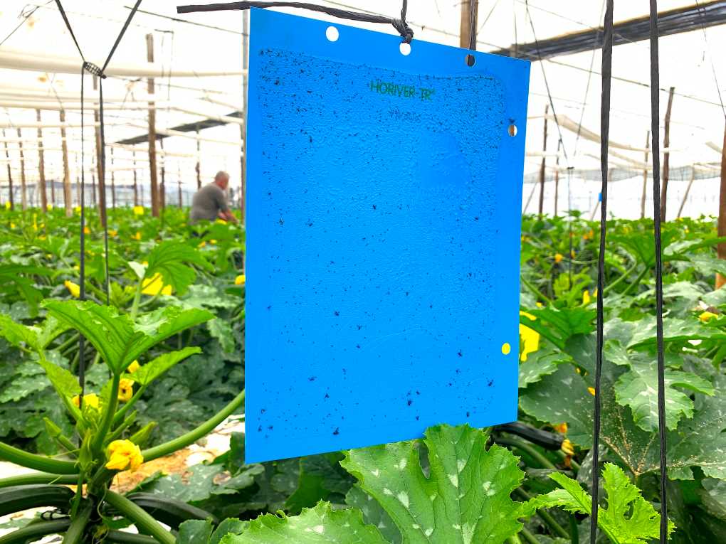 placas KOPPERT-HORIVER-TRIPS