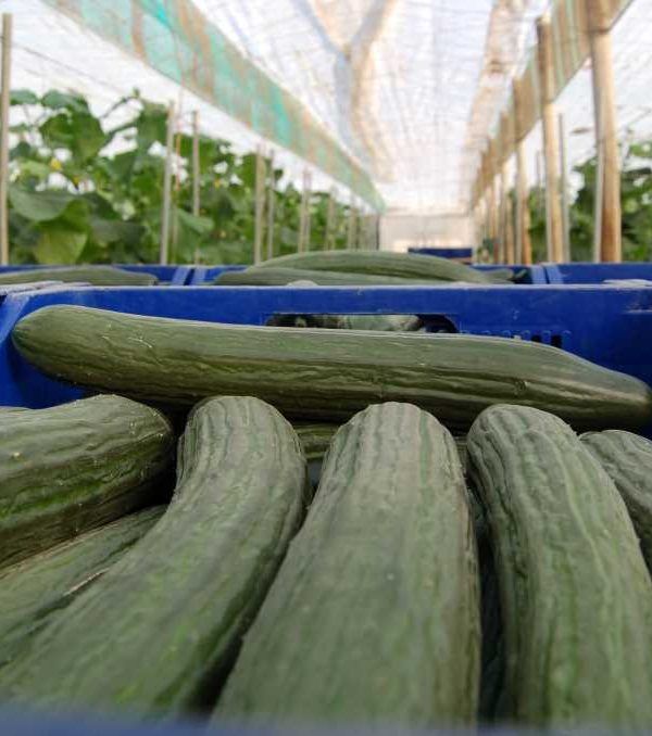 Pepino de Almería