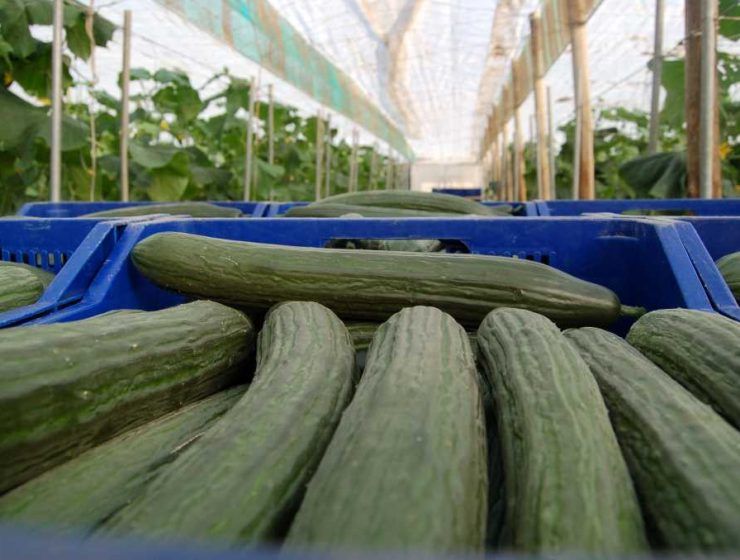 Pepino de Almería