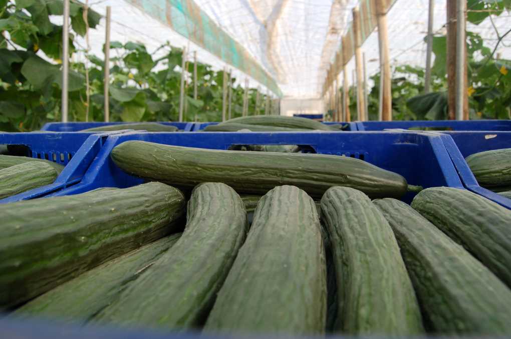 Pepino de Almería