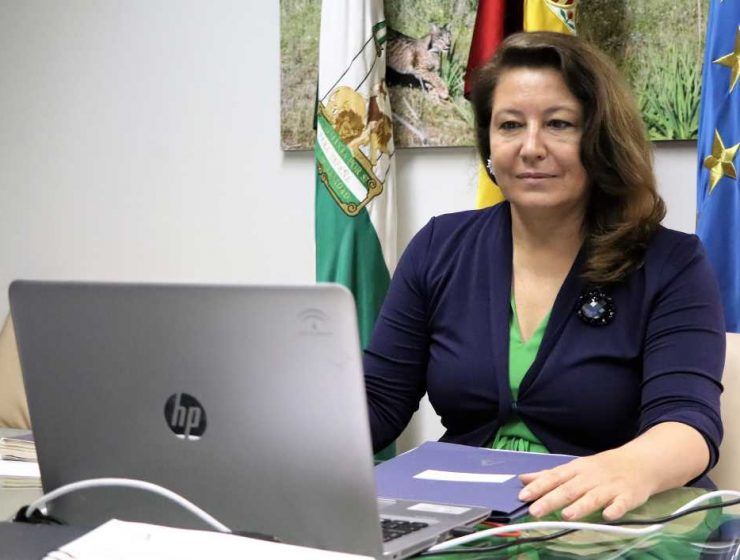 consejo consultivo