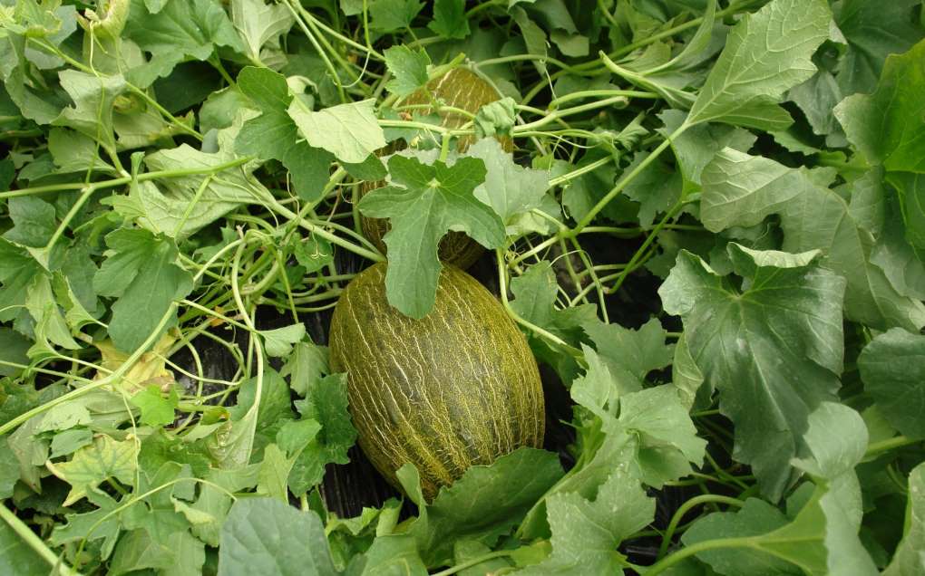 melones