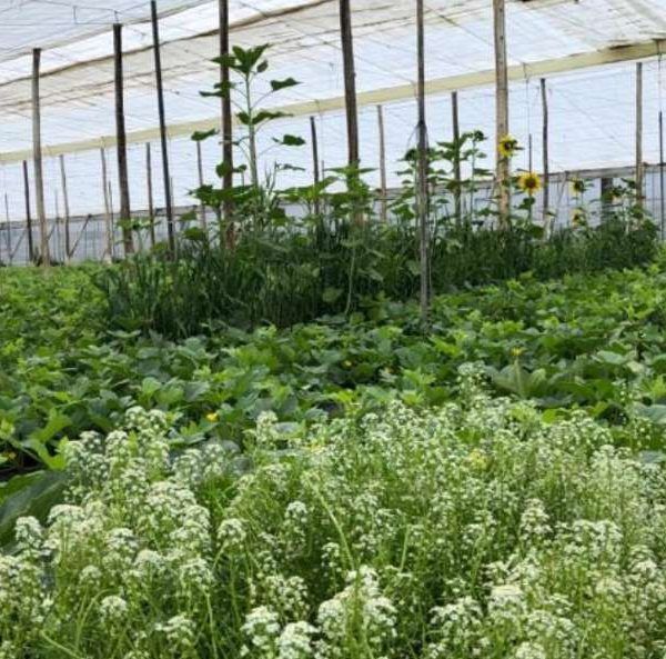nutrición ecológica