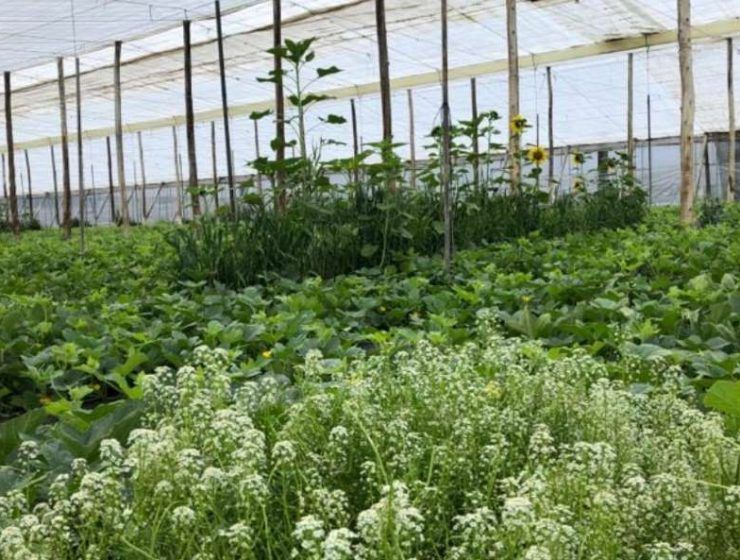 nutrición ecológica