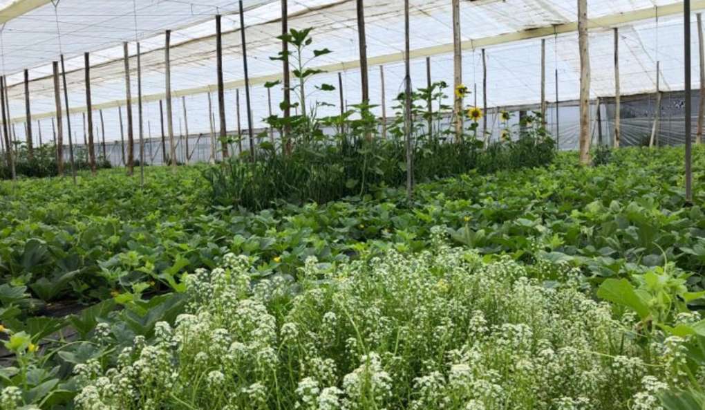 nutrición ecológica