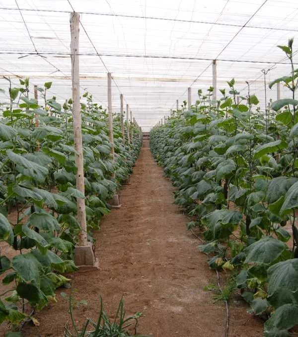 pepinos invernadero