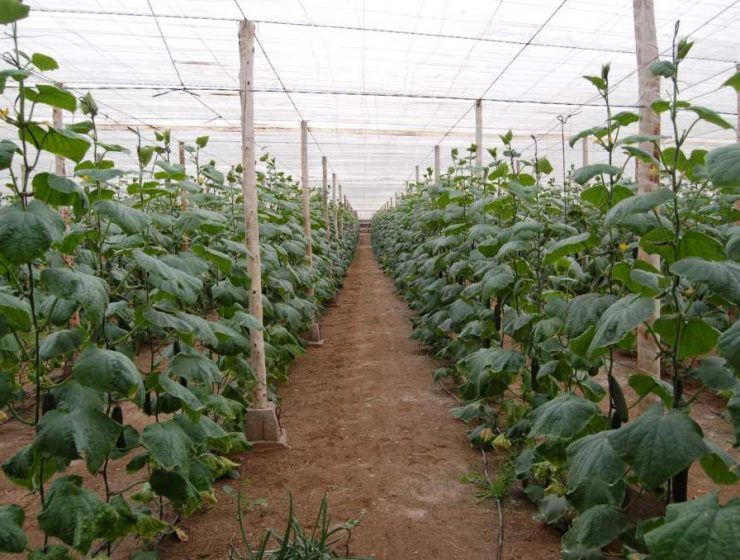 pepinos invernadero