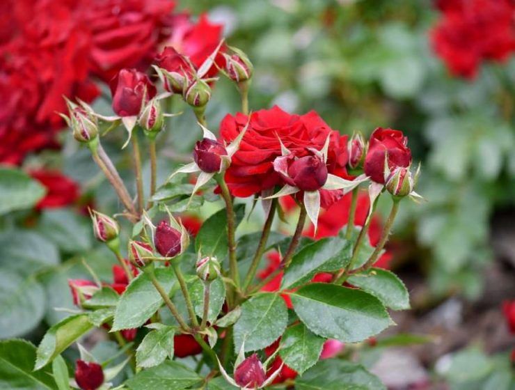 rosas