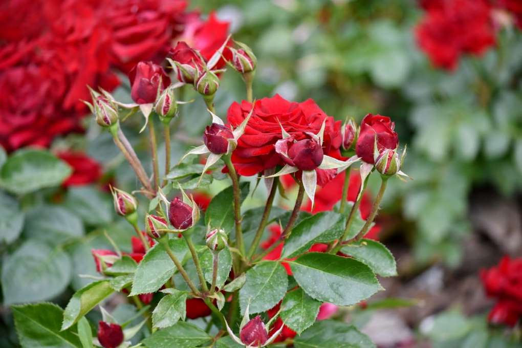 rosas