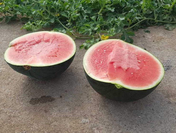 sandía Natur Choice