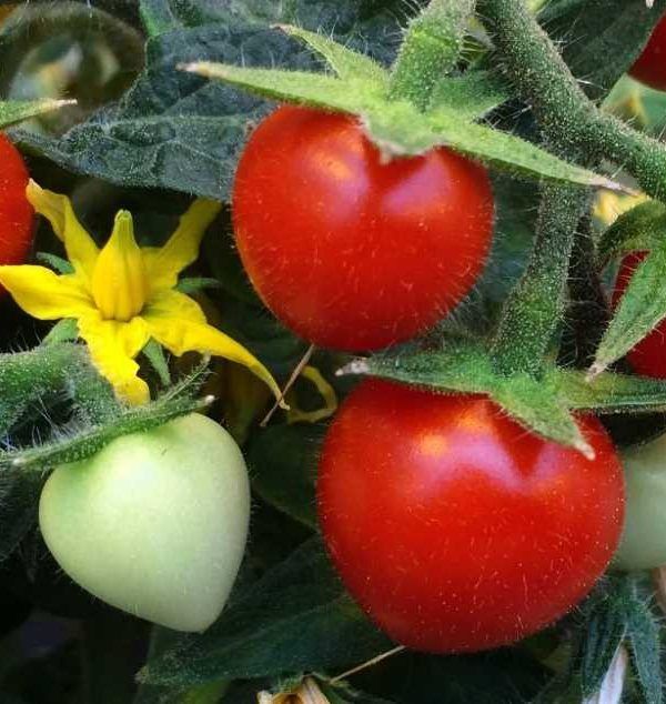 tomates csic