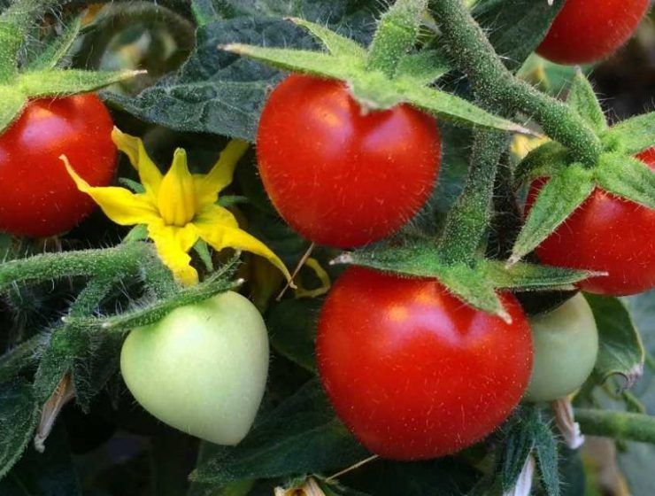 tomates csic