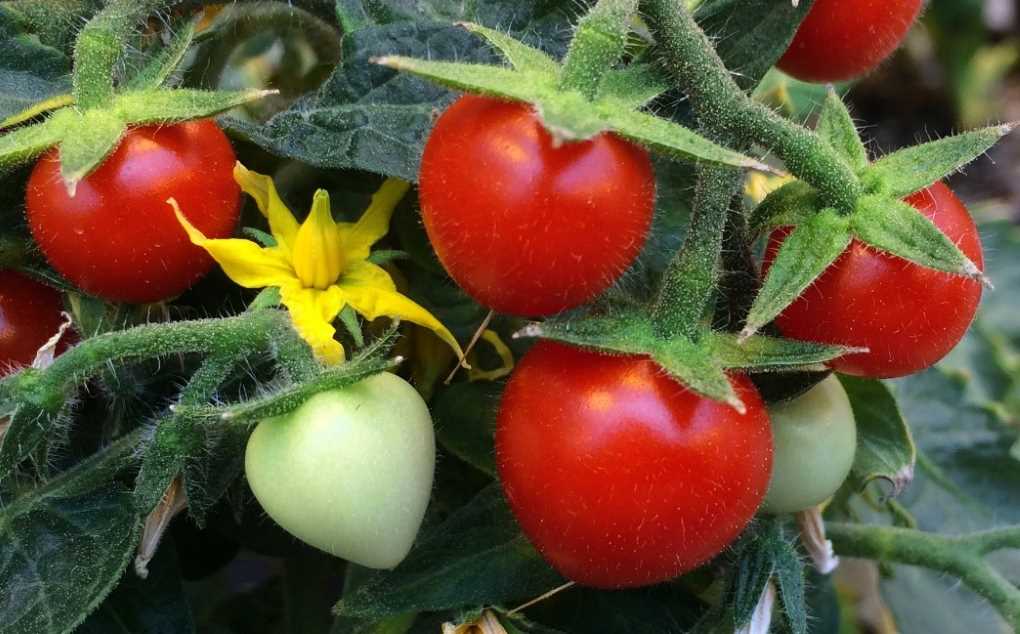 tomates csic
