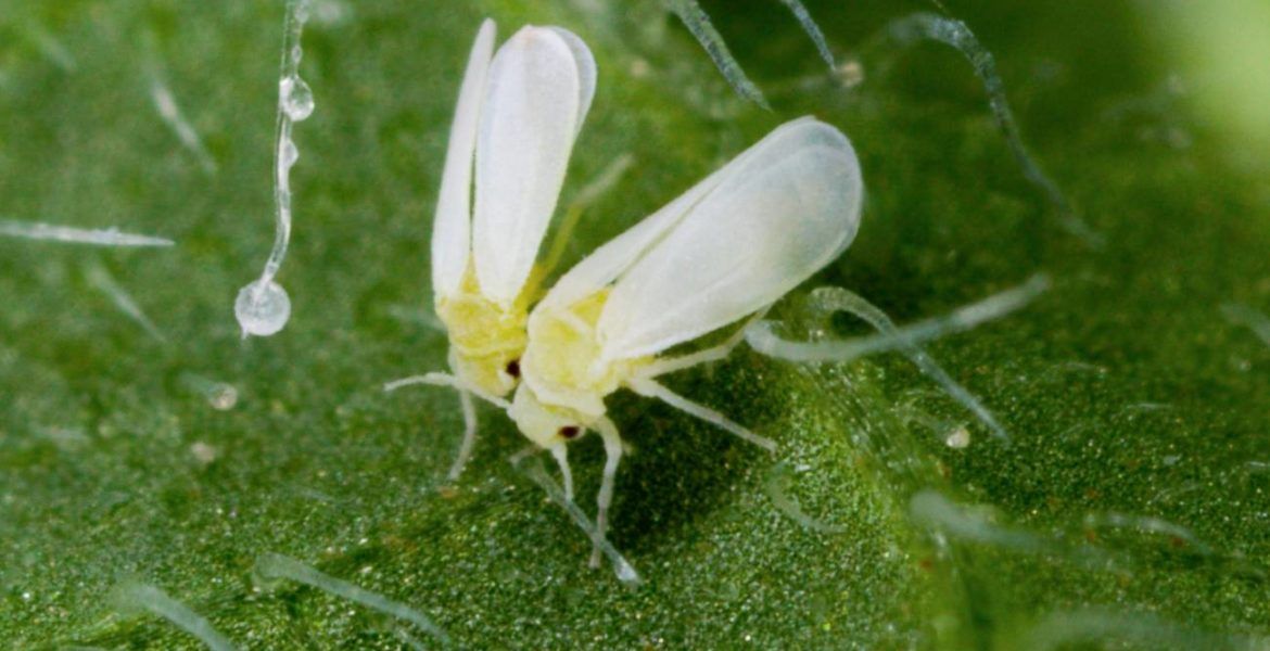 mosca blanca