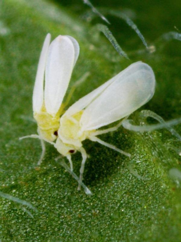 mosca blanca