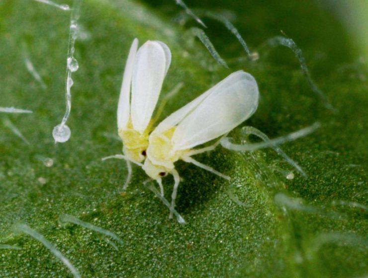 mosca blanca