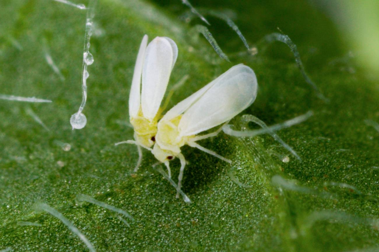 mosca blanca