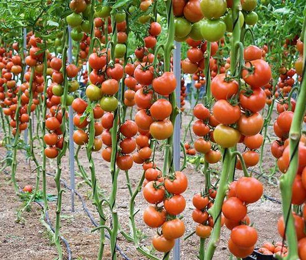 Romancero tomate