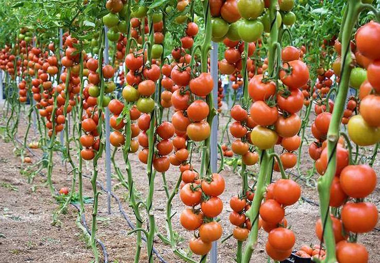 Romancero tomate