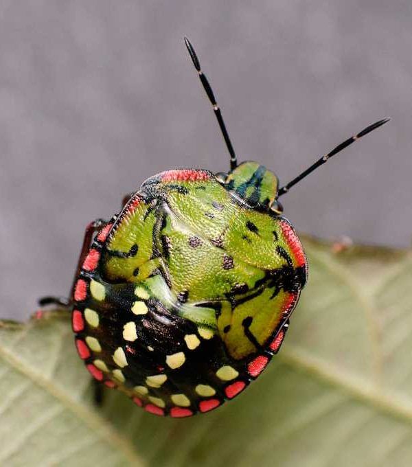 chinche verde koppert