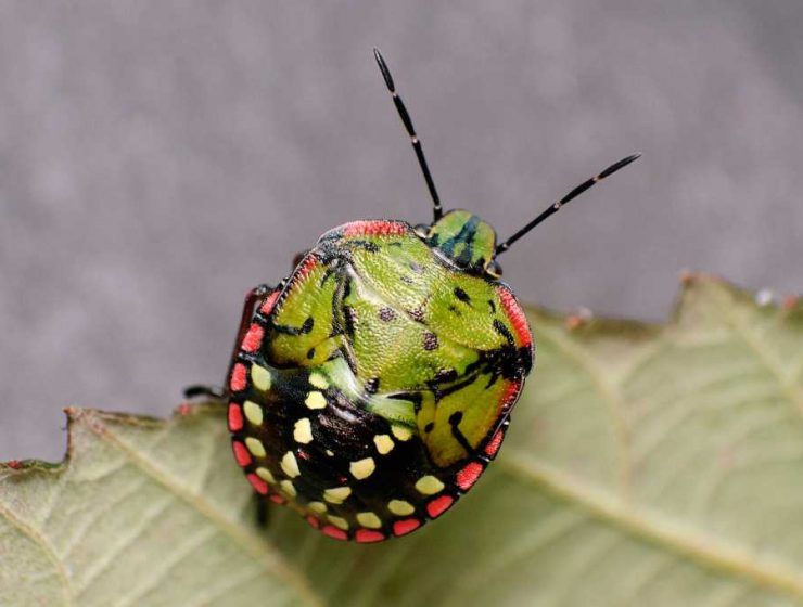 chinche verde koppert