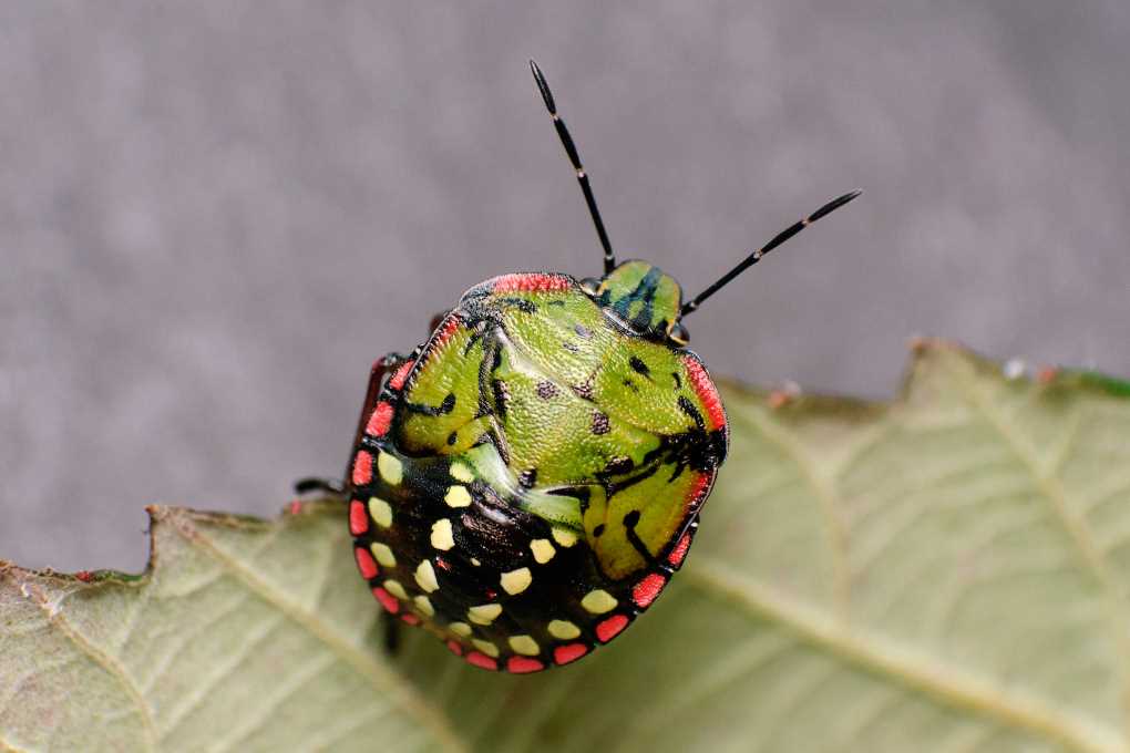 chinche verde koppert