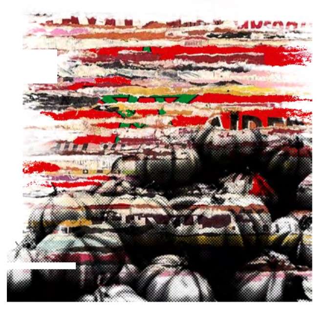 ilustra tomate