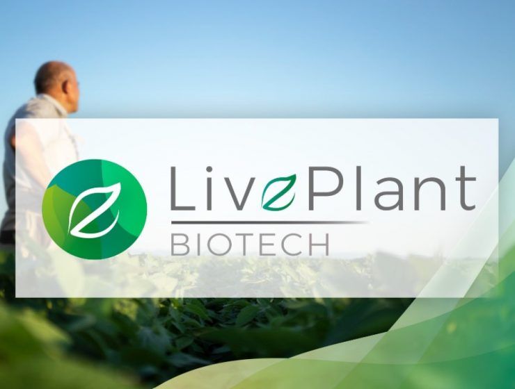 live plant