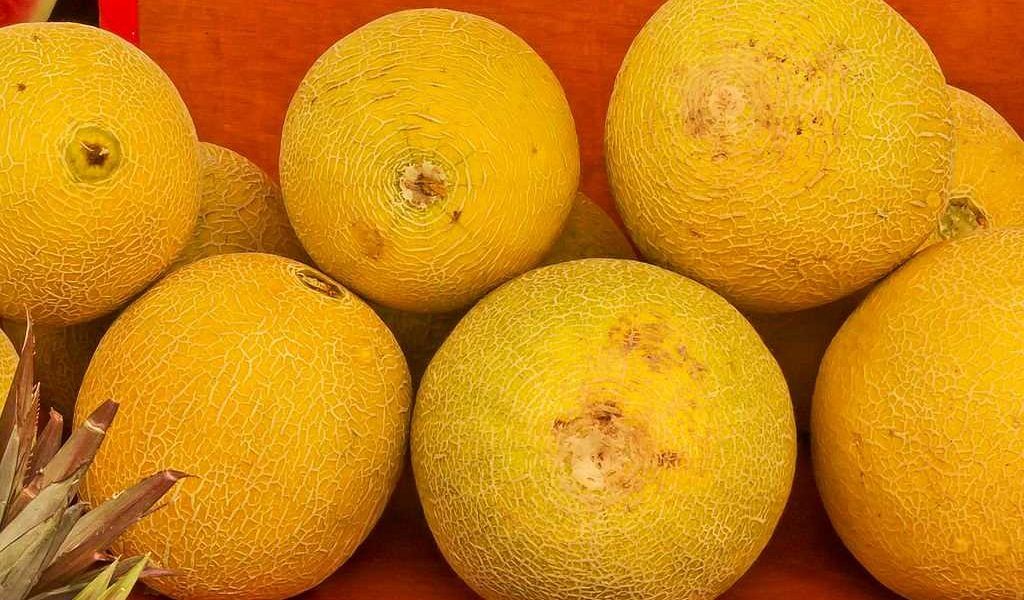 melón galia