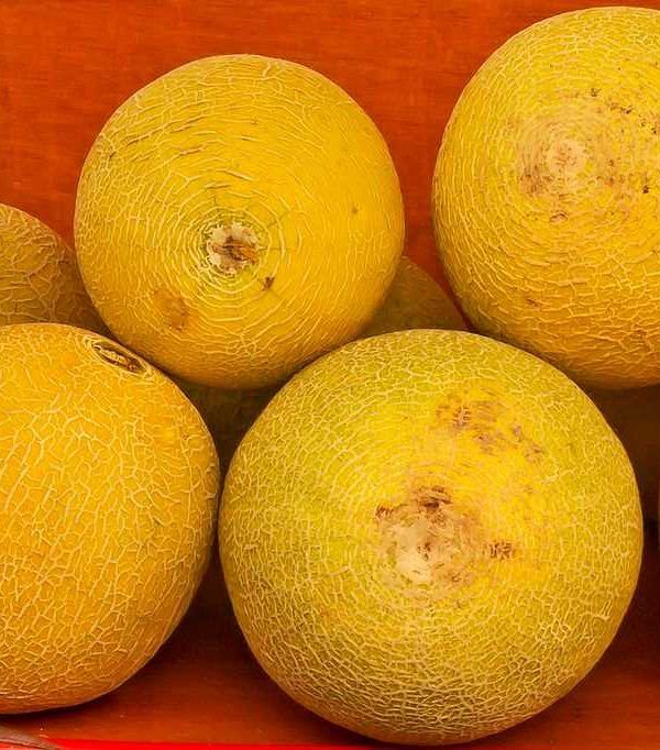 melón galia