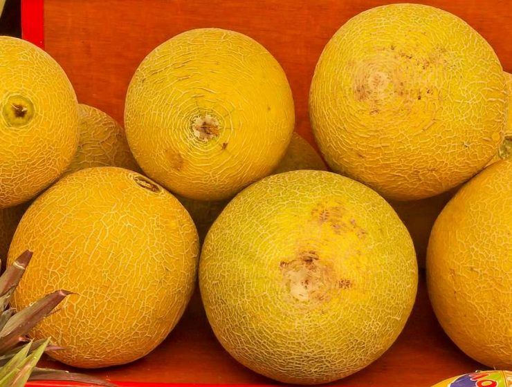 melón galia