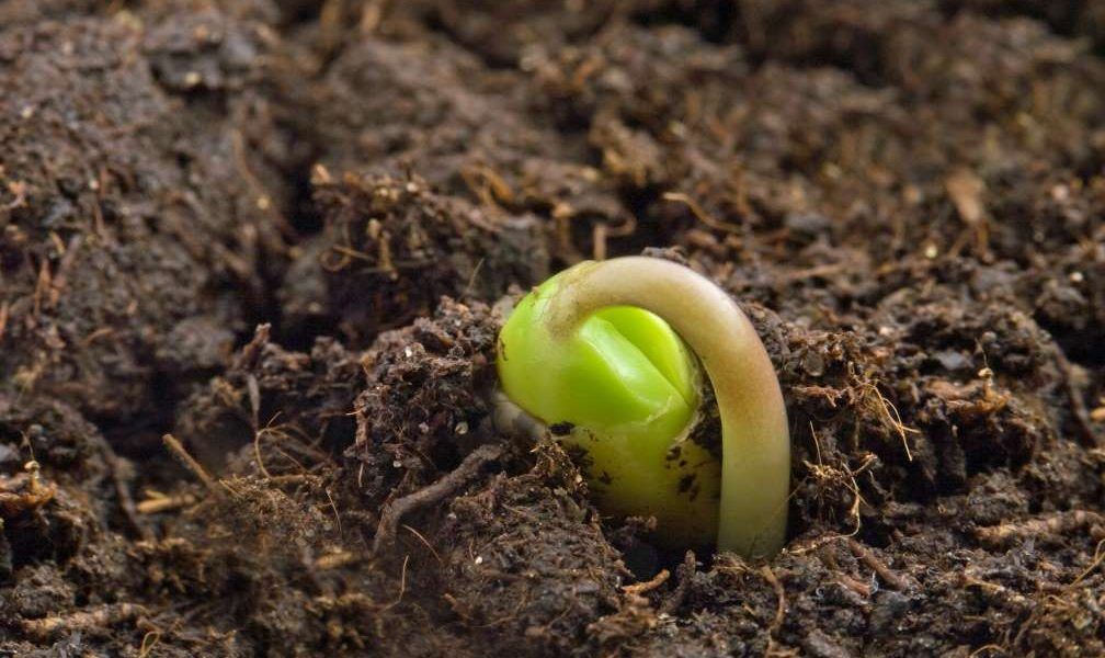 planta semilla