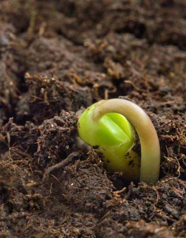 planta semilla