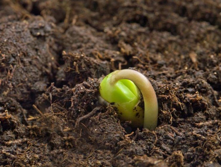 planta semilla
