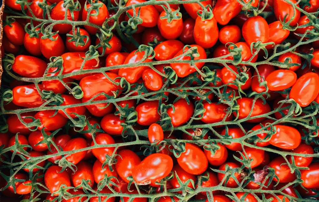 tomate especialidad