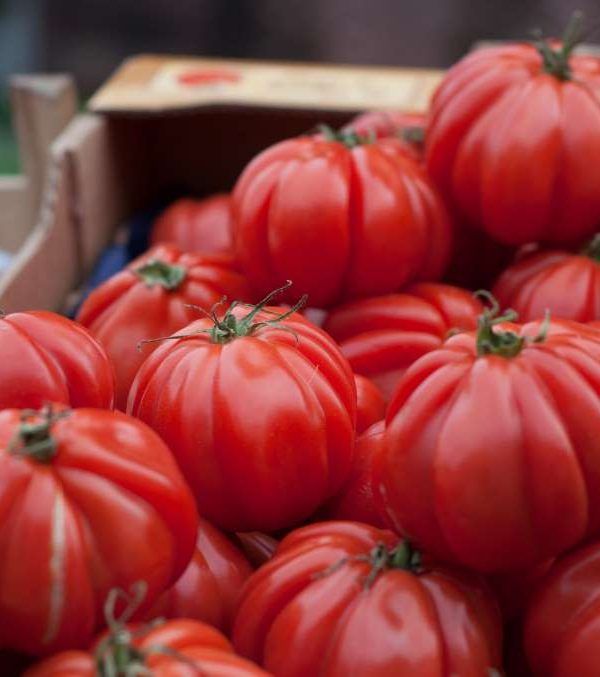 tomate sabor
