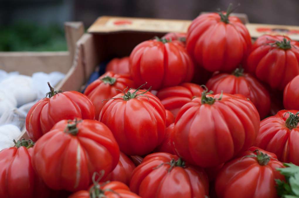 tomate sabor