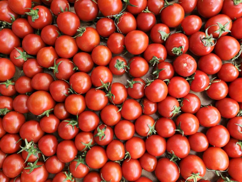 tomates
