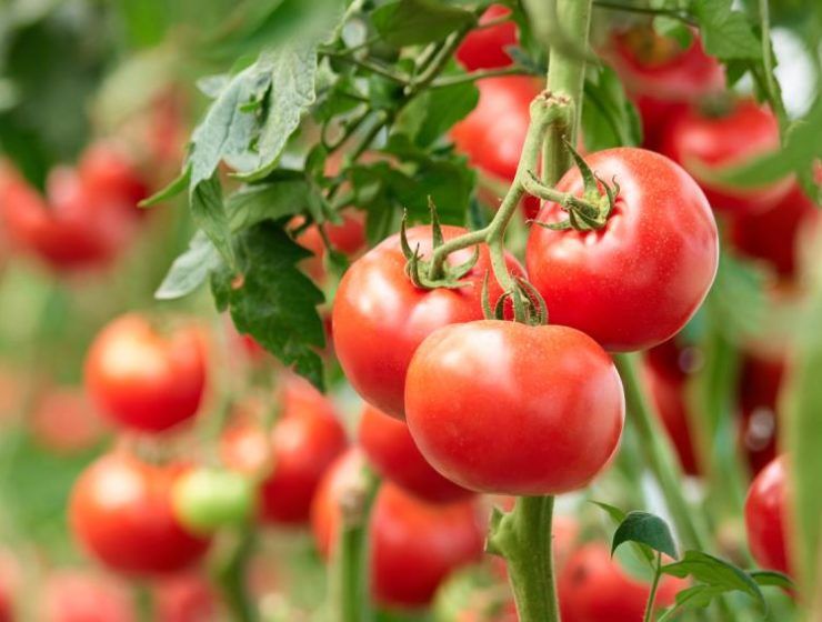 tomates